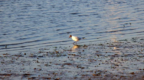 This landscape photograph, taken in the evening during late spring, shows a Black-headed gull walking along the shoreline of Christchurch in Dorset, United Kingdom. The image captures the animal in its natural habitat, with gentle waves from the water reflecting the low sunlight. The scene highlights animals and birds native to the area, focusing on the Black-headed gull as it moves across the wet sand near the water's edge.